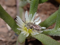 Halictus concinnus