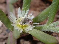 Halictus concinnus