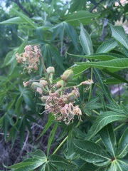 Aesculus glabra arguta