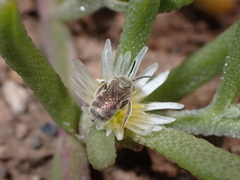 Halictus concinnus
