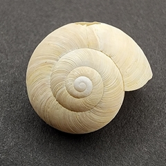 Mesomphix latior