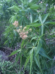 Aesculus glabra arguta