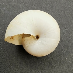 Mesomphix latior