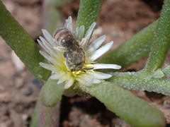 Halictus concinnus