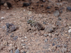Halictus concinnus