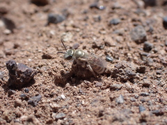 Halictus concinnus