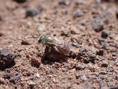 Halictus concinnus