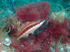 Symphodus doderleini