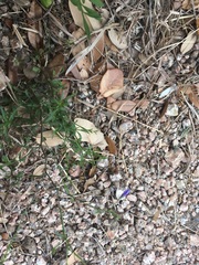 Campanula reverchonii