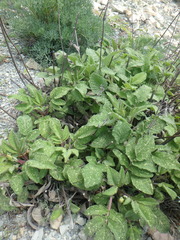 Salvia ringens
