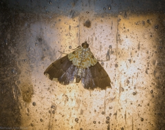 Agrotera basinotata