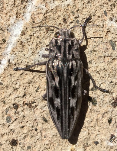iNaturalist observation photo of Western Sculptured Pine Borer