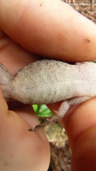 Anolis bicaorum
