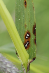 Mastigosporium album