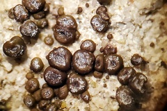 Acarospora obpallens