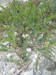 Astragalus glycyphyllos