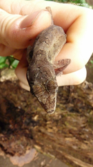 Anolis bicaorum