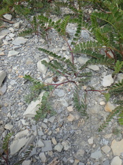 Astragalus glycyphyllos