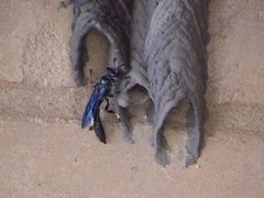 Trypoxylon albitarse