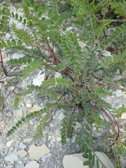 Astragalus glycyphyllos
