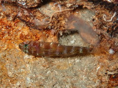 Gammogobius steinitzi