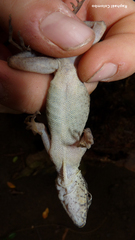 Anolis bicaorum