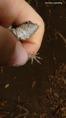 Anolis bicaorum