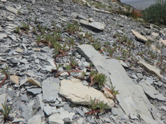 Seseli ponticum