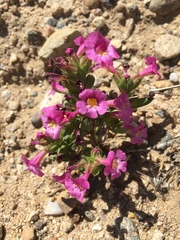 Diplacus constrictus