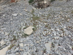 Seseli ponticum