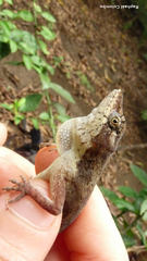 Anolis bicaorum