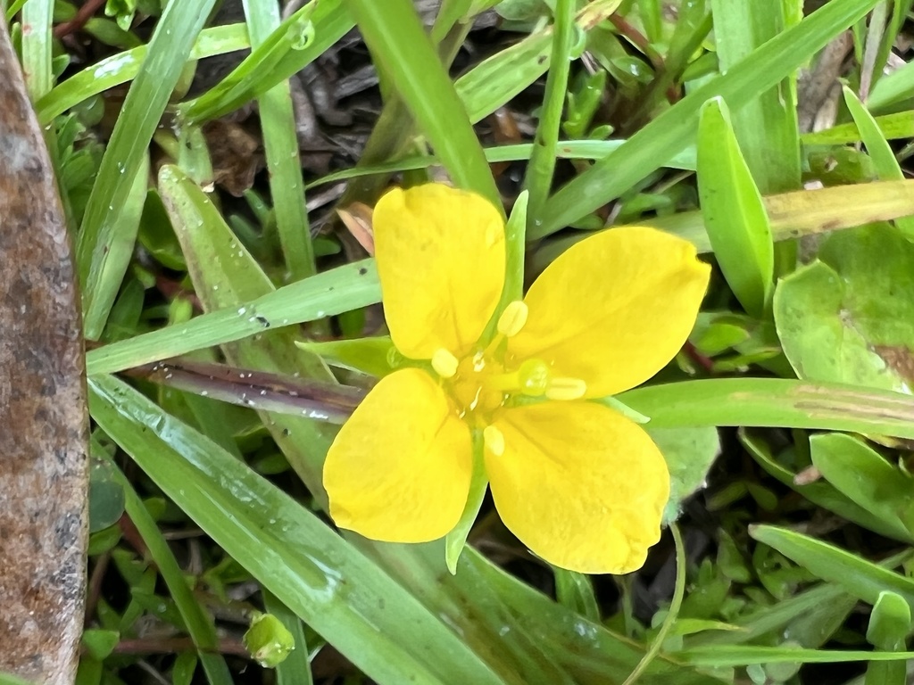Isnardia