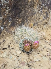Sclerocactus glaucus