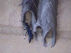 Trypoxylon albitarse