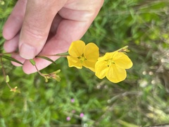 Ludwigia maritima