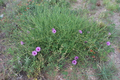 Ipomoea leptophylla