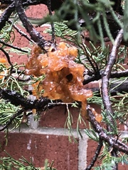 Gymnosporangium clavariiforme