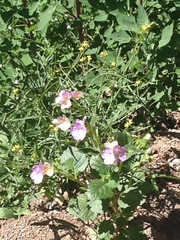 Phacelia grandiflora