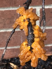 Gymnosporangium clavariiforme