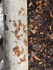 Gymnosporangium clavariiforme