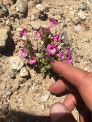 Diplacus constrictus