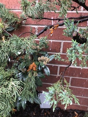 Gymnosporangium clavariiforme