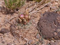 Sclerocactus glaucus