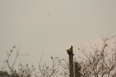 Melanerpes hypopolius