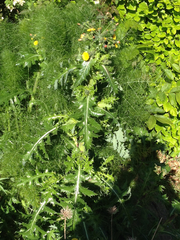 Sonchus asper asper