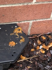 Gymnosporangium clavariiforme