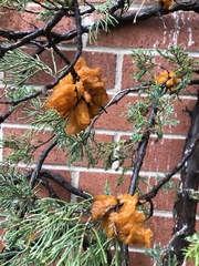 Gymnosporangium clavariiforme