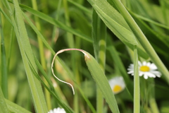 Ceratorhiza rhizodes