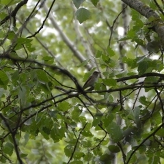 Hippolais icterina