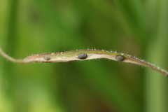 Ceratorhiza rhizodes